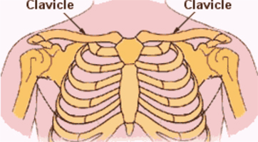 Normal Clavicle