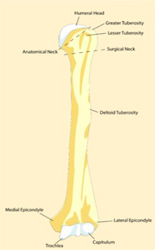 The Normal Humerus