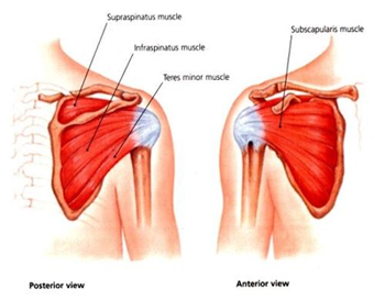 The Normal Rotator Cuff