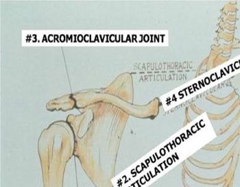 The Normal Rotator Cuff