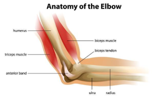 Normal Elbow anatomy