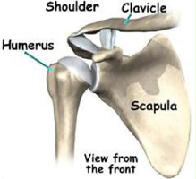 Humerus