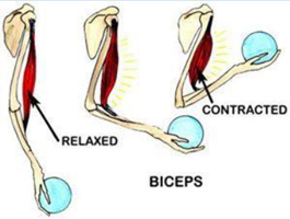 Normal Biceps