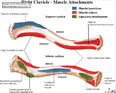 Normal Clavicle