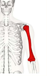 The Normal Humerus