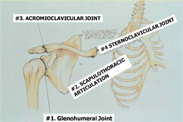 Normal Rotator Cuff