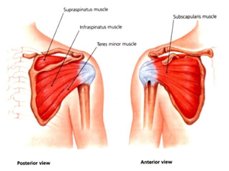 Normal Rotator Cuff