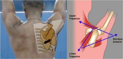 Normal Scapula