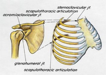 The Normal Shoulder