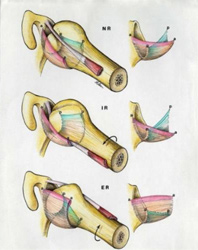 The Normal Shoulder