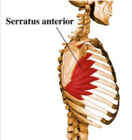 PEC major for Scapular Winging