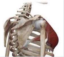 PEC major for Scapular Winging