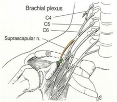 Shoulder Injury