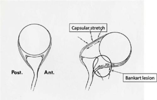 Normal shoulder