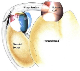 Superior Labrum Anterior and Posterior (SLAP) Tears