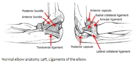 Anatomy