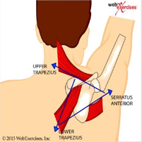 Lower Trapezial Transfer